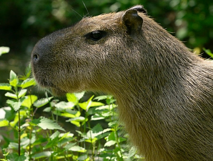 obrázek 9 